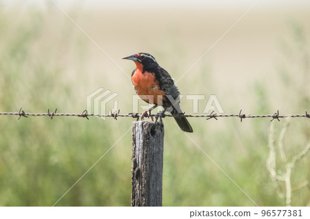 Long tailed meadowlark, perched on a fence, Patagonia,Argentina Long tailed meadowlark, perched on a fence, Patagonia,Argentina 96577381
