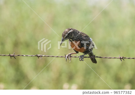 Long tailed meadowlark, perched on a fence, Patagonia,Argentina Long tailed meadowlark, perched on a fence, Patagonia,Argentina 96577382