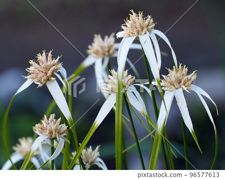 路邊香附子花特寫（白鷺莎草白綠花） 96577613