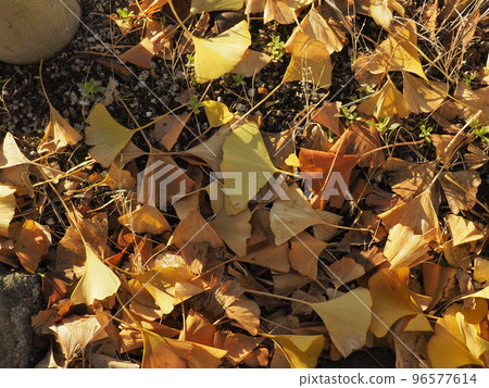 銀杏的落葉（和歌山縣和歌山市） 96577614