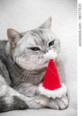 Christmas cat in a red santa hat sits on a white background. Pets, Christmas stories with pets. 96577819