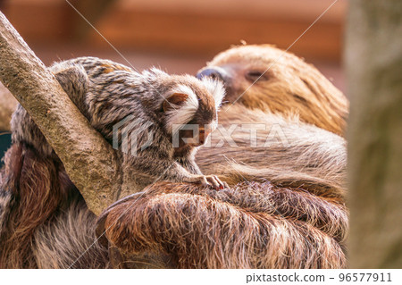 Nasu Animal Kingdom A common marmoset grooming a sloth Nasu Animal Kingdom A common marmoset grooming a sloth 96577911