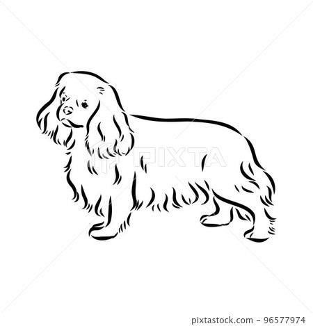 Cavalier King Charles Dog Vector Image Silhouette Cavalier King Charles Dog Vector Image Silhouette 96577974