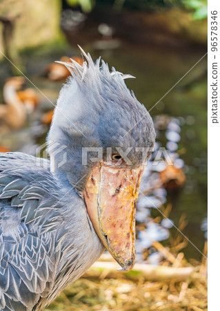 那須動物王國的鯨頭鸛 96578346
