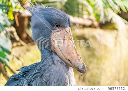 Shoebill of Nasu Animal Kingdom Shoebill of Nasu Animal Kingdom 96578352