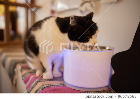 Pet water dispenser with automatic gravity refill. 96578565