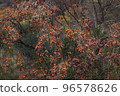 Persimmon tree in Wanju, Jeollabuk-do 96578626