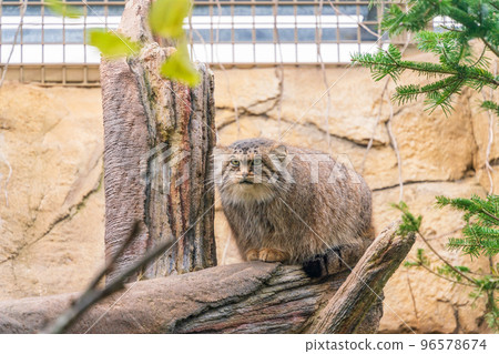 那須動物王國的曼努爾貓 96578674