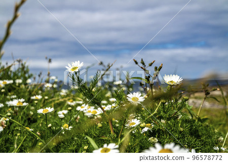 Chamomile growing at Storm Beach by Carrowhubbuck North Carrownedin close to Inishcrone, Enniscrone in County Sligo, Ireland Chamomile growing at Storm Beach by Carrowhubbuck North Carrownedin close to Inishcrone, Enniscrone in County Sligo, Ireland 96578772