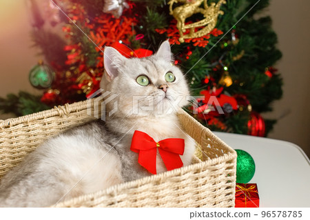 A cute white cat lies in a wicker basket near a Christmas tree 96578785