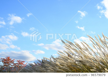 Japanese pampas grass and the autumn sky Yamanashi Prefecture 96579079