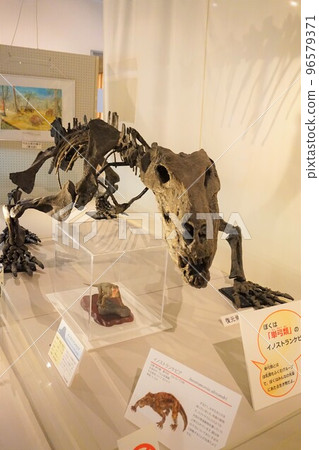 Inostranquebia Fossil Skeleton Inostranquebia Fossil Skeleton 96579371