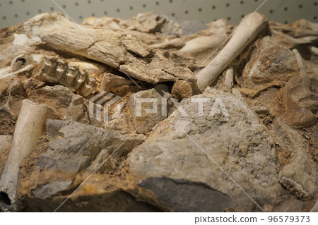 Fossil block Mammals, etc. 96579373