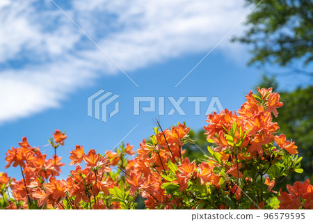 Early summer blue sky and red Japanese azalea (Myoko Kogen) 96579595