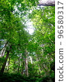 Fresh green forest and sun leaves 96580317