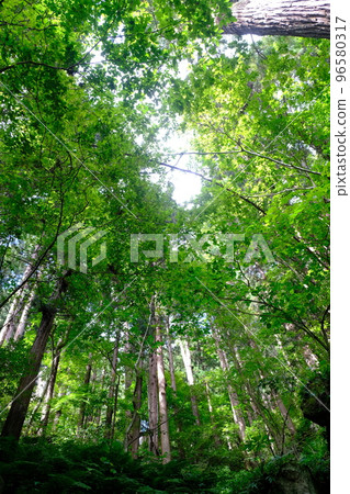 Fresh green forest and sun leaves Fresh green forest and sun leaves 96580317