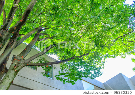 [Urban scenery of Tokyo] Urban scenery around Daikanyama 96580330