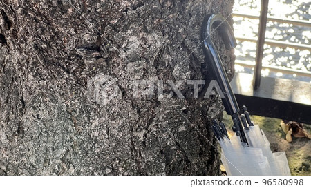 靠在樹上的乙烯基雨傘 96580998