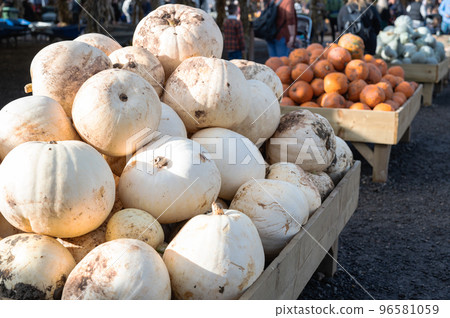 Gourd and pumpkin stalls in pick your own pumpkin farm in Sussex, England, United Kingdom, selective focus Gourd and pumpkin stalls in pick your own pumpkin farm in Sussex, England, United Kingdom, selective focus 96581059