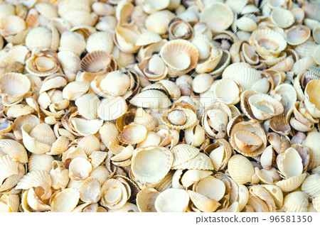 seashells background seashells background 96581350