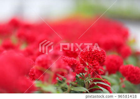 a Colorful yellow and red of cockscomb flowers background 96581418