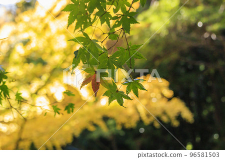 Mt. Narutani Shoho-ji Temple with autumn foliage in full bloom Mt. Narutani Shoho-ji Temple with autumn foliage in full bloom 96581503