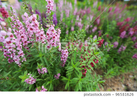 Closeup of Salvia nemorosa, the woodland sage or Balkan claryin the flower season 96581626