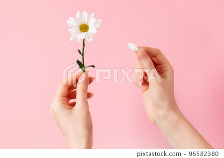 A female's hands tears the petals from the flower. Pink background. Flat lay. The concept of fortune telling on chamomile 96582380