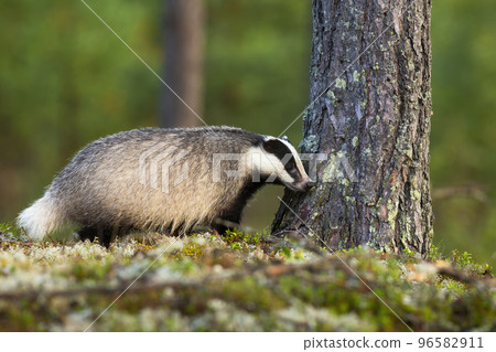 European badger sniffing mossed tree in forest in summer European badger sniffing mossed tree in forest in summer 96582911
