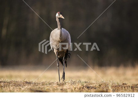 Common crane approaching on dry meadow in autumn from front 96582912