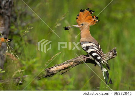 eurasian hoopoe sitting on branch in summer from side eurasian hoopoe sitting on branch in summer from side 96582945