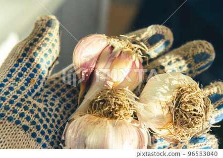 Garlic in hand of farmer in gloves in bright rays of autumn sun. Garlic in hand of farmer in gloves in bright rays of autumn sun. 96583040