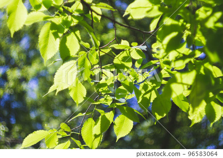 Background from green leaves of a tree in bright sunshine. Background from green leaves of a tree in bright sunshine. 96583064