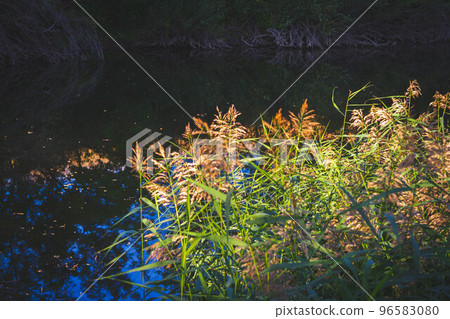 Beautiful sunset on river. Solar glare on water surface of river. Field illuminated by setting sun. 96583080