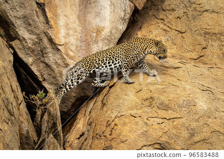 Leopard stretches to cross gap in rocks Leopard stretches to cross gap in rocks 96583488