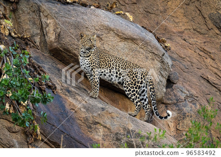 Leopard stands on rock face looking back 96583492