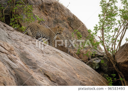 Leopard stands on big rock between bushes Leopard stands on big rock between bushes 96583493