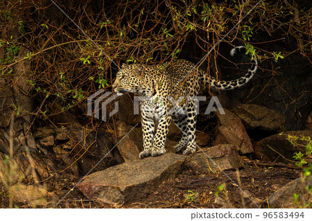 Leopard stands on rocks surrounded by bushes Leopard stands on rocks surrounded by bushes 96583494