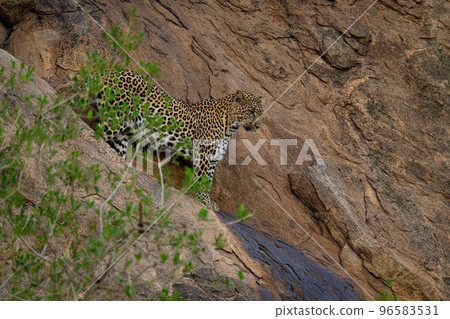 Leopard stands on steep rockface looking below Leopard stands on steep rockface looking below 96583531
