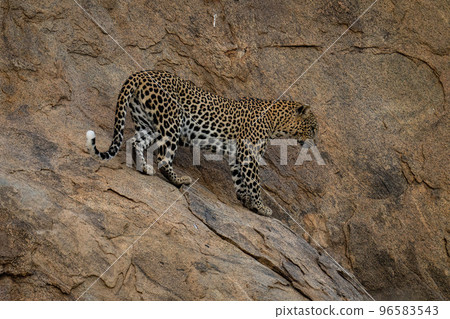 Leopard standing on steep rock looking down 96583543