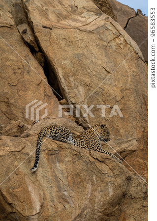 Leopard lying on rocky ledge staring down Leopard lying on rocky ledge staring down 96583553