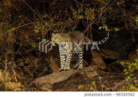 Leopard stands on rock under leafy branches 96583562
