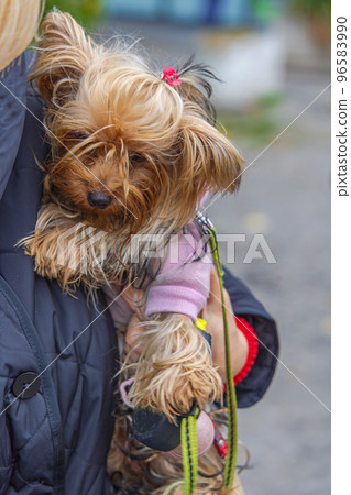 Holding Yorkshire Terrier Dog Holding Yorkshire Terrier Dog 96583990