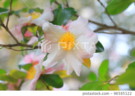 茶梅花盛開 茶梅花盛開 96585122
