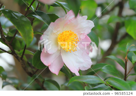 茶梅花盛開 茶梅花盛開 96585124
