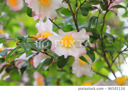 Sasanqua flowers in full bloom Sasanqua flowers in full bloom 96585138