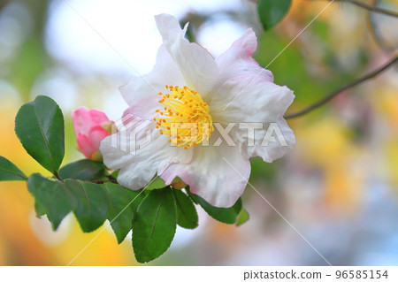 茶梅花盛開 茶梅花盛開 96585154
