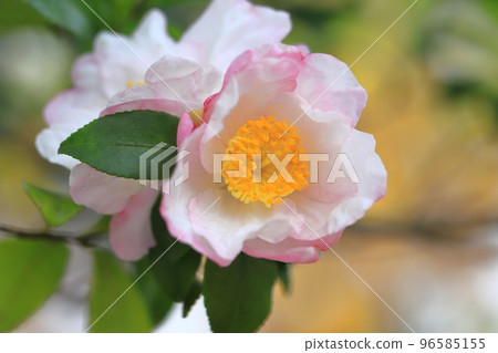 茶梅花盛開 茶梅花盛開 96585155