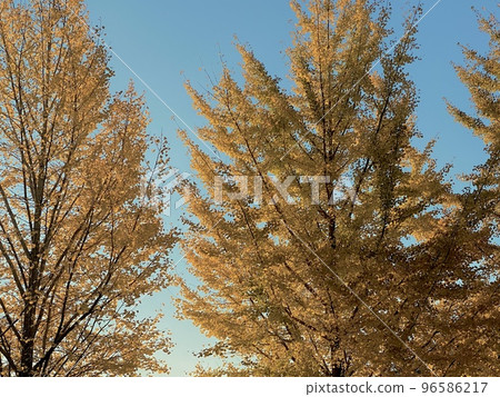 在秋葉季節，陽光透過樹葉過濾 96586217