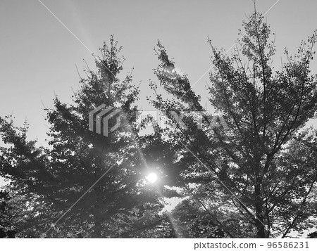 在秋葉季節，陽光透過樹葉過濾 96586231